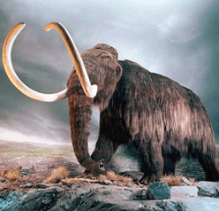 A Mammoth Divide