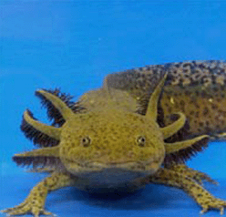 Regrowing Limbs and Organs: Salamander Provides Clues