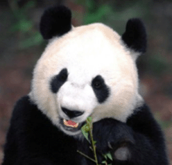 Scientists complete sequencing giant panda genome