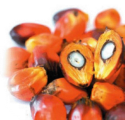 Synamatix Completes Assembly and Annotation of Oil Palm Genome