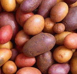 Draft Sequence of Potato Genome  Released