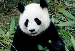 panda