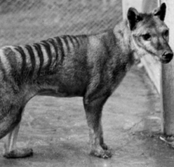Mitochondrial Genome of the Tasmanian Tiger