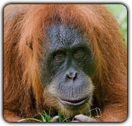 Orangutan Genome 'Evolved Slowly'