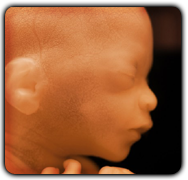 Foetal Genome Mapped Through Maternal-Paternal DNA